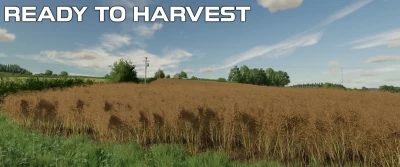 OSR/Canola Crop Textures v1.0.0.0