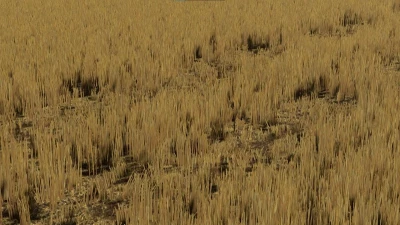 FS22 Barley and Wheat textures v1.0.0.0