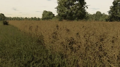 FS22 Rapeseed Texture v1.0.0.0