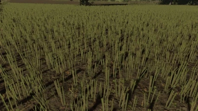 FS22 Rapeseed Texture v1.0.0.0