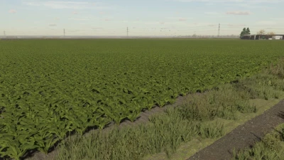 Sugar beet textures v1.0.0.0