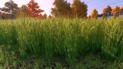 FS22 Grass Texture v1.0.0.0