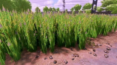 Grass texture with alfalfa v1.0.0.0