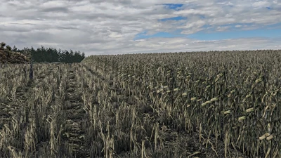 Corn Texture New Gen v1.0.0.0