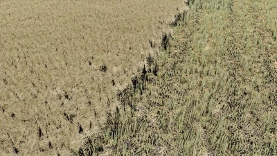 FS22 Canola Texture v1.0.0.0