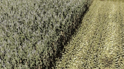 FS22 MAIZE - NORMAL - ROWCROP READY v1.0.0.0