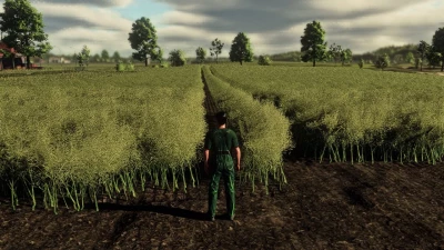 Realistic Canola Growth Cycle in Europe v1.0.0.0