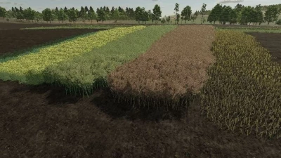 Realistic Canola Growth Cycle in Europe v1.0.0.0