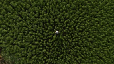 More beautiful grass v1.0.0.0