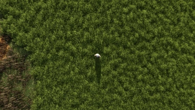 More beautiful grass v1.0.0.0