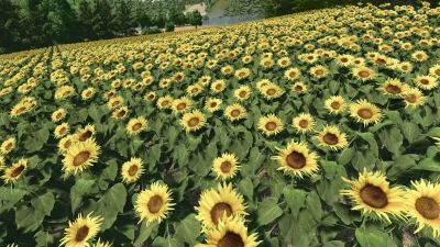 Sunflower Texture v1.0.0.0