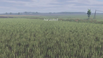 Better canola texture v1.0.0.0