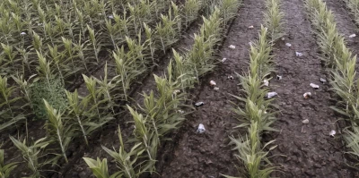 Weeds After Plowing v1.0.0.0