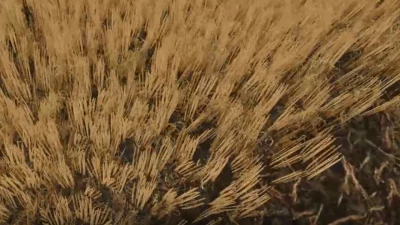 Cut wheat / barley texture v1.0.0.0
