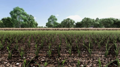 Maize Texture v1.0.0.0
