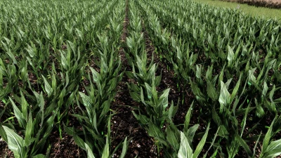 Maize Texture v1.0.0.0