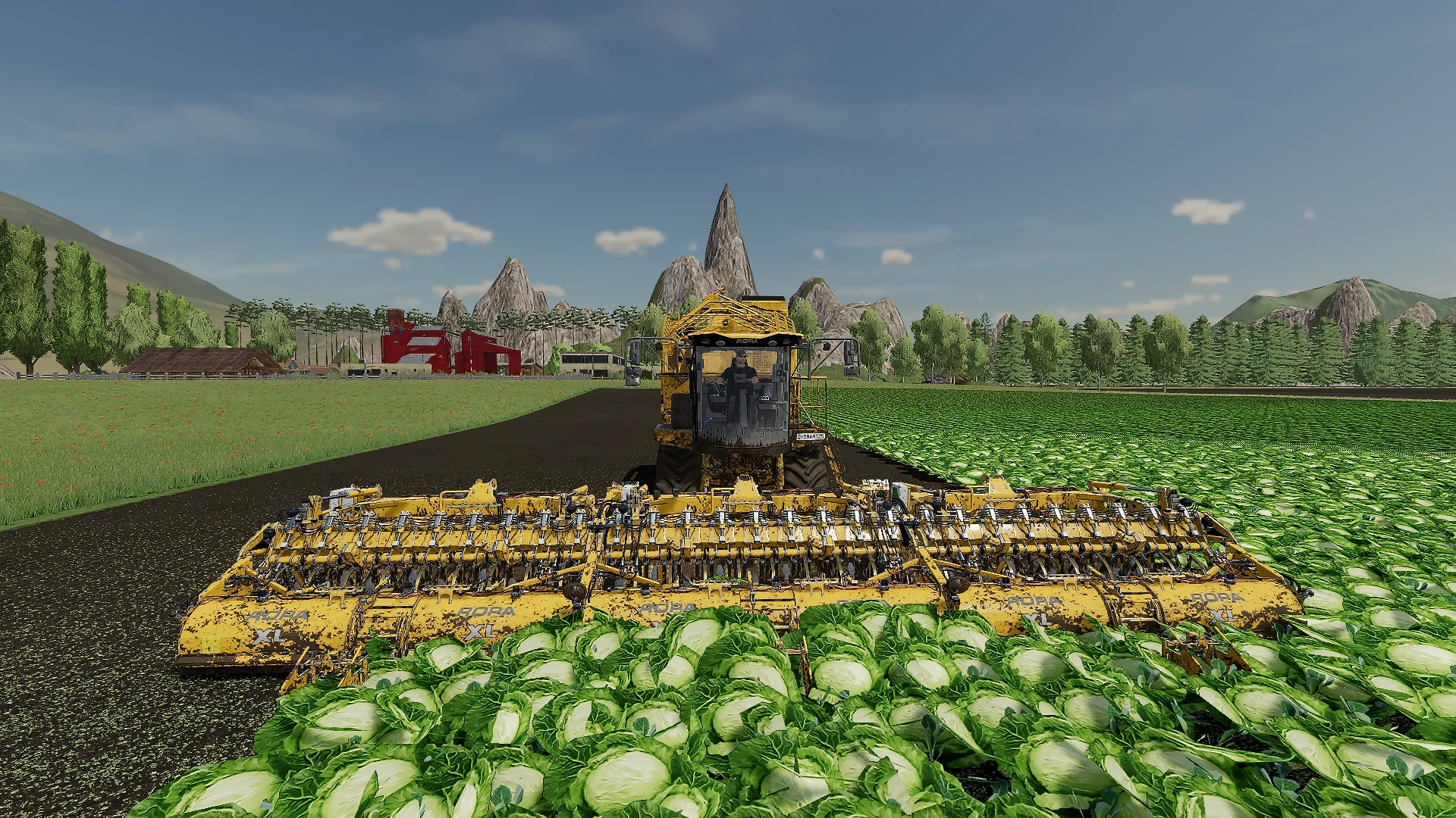 Récolte de choux-blancs