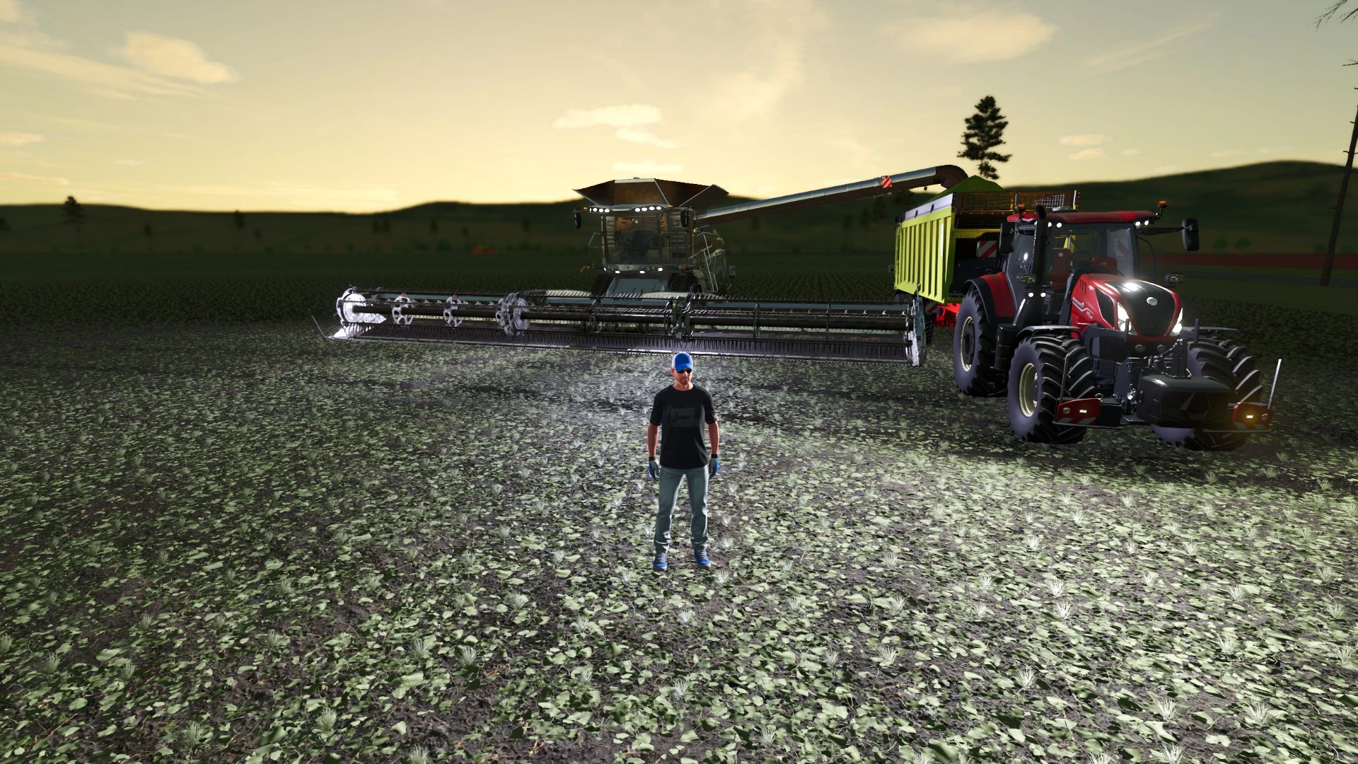 Récolte des petits pois