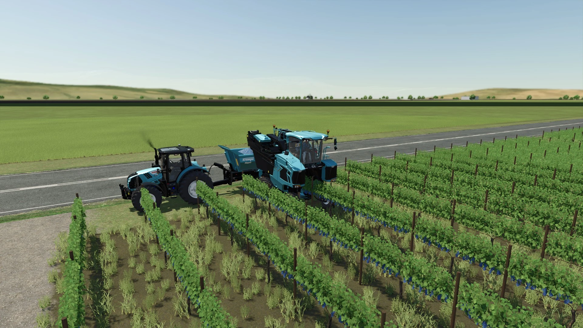 récolte du raisin sur 21 hectares pour les usines de vin