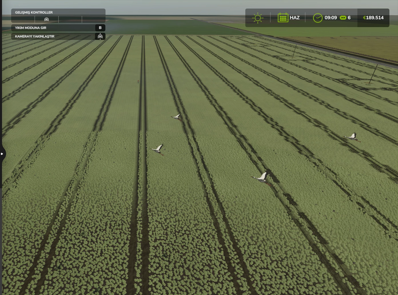 Nexat tram track and storks