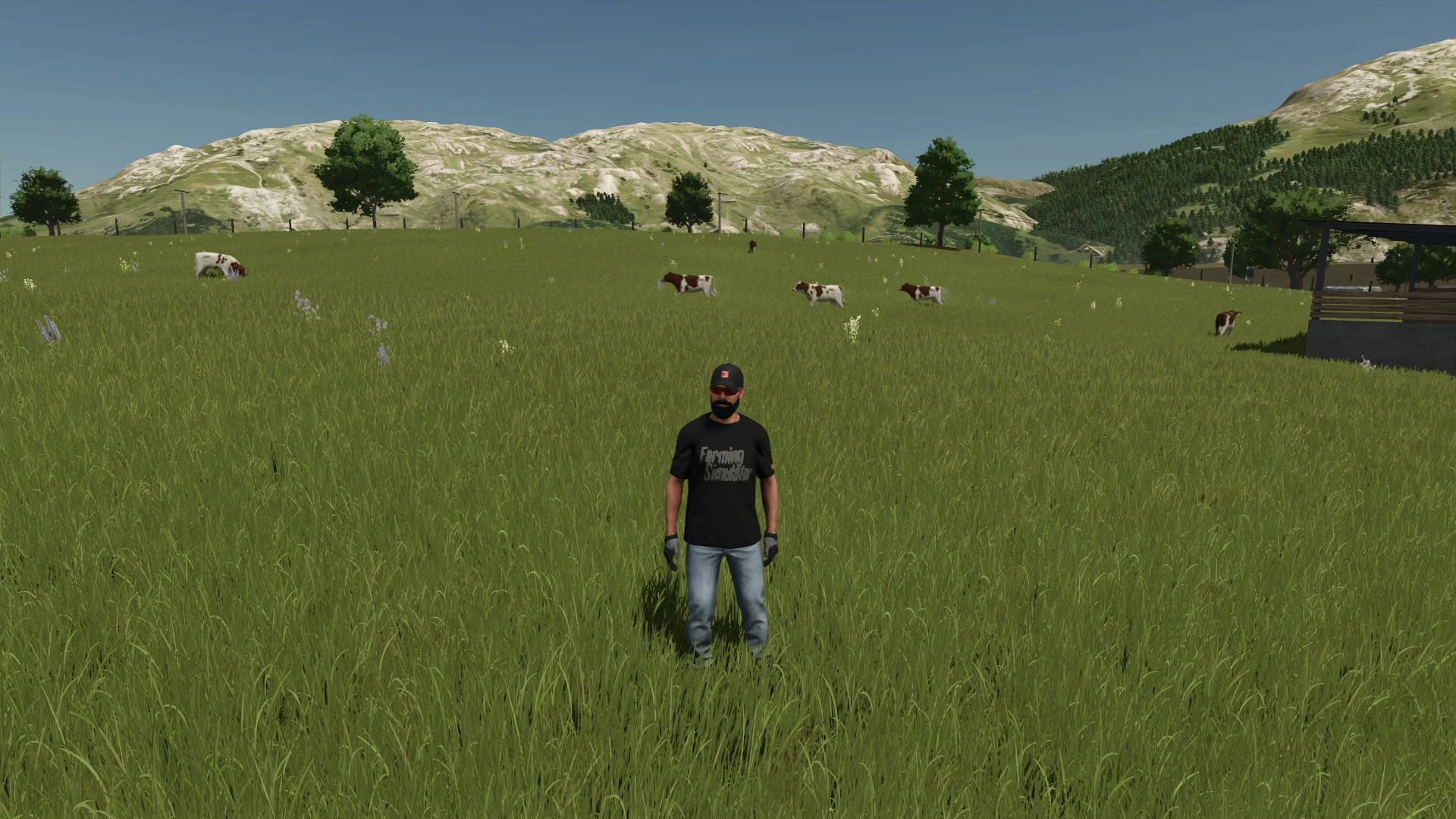 Mise à l'herbe des génisses montbéliarde